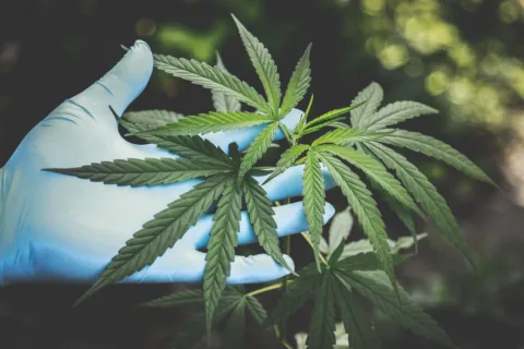 CBD Oil