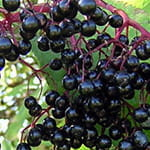 Acai Extract